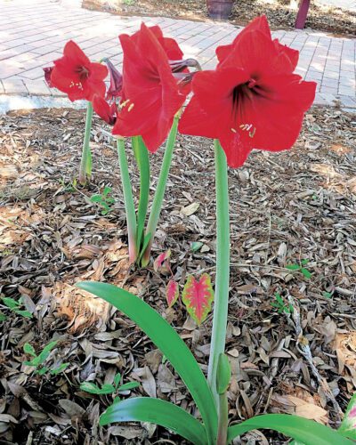 Garden  Club of  Cape Coral | Perfect holiday plants